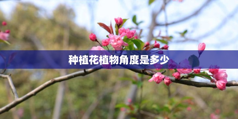 种植花植物角度是多少