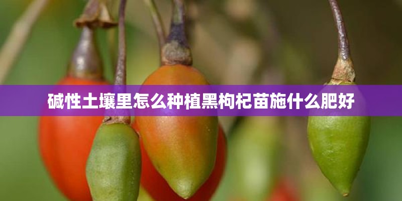 碱性土壤里怎么种植黑枸杞苗施什么肥好