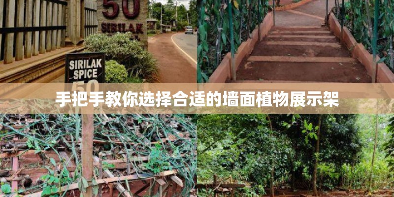 手把手教你选择合适的墙面植物展示架 手把手教你选择合适的墙面植物展示架