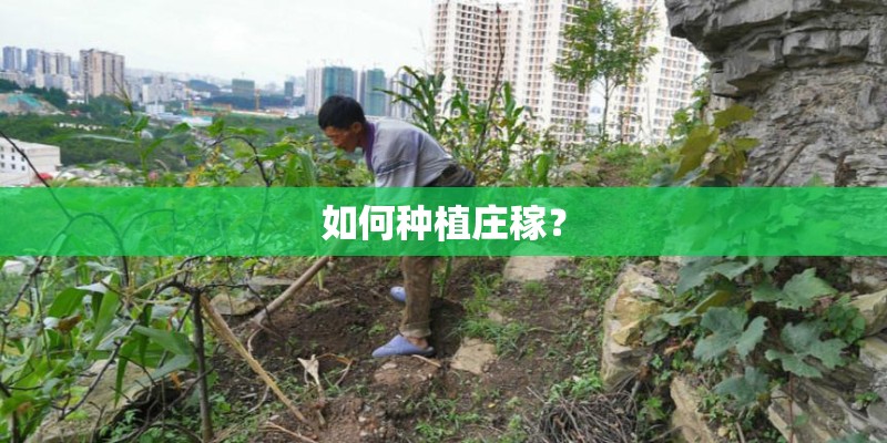 如何种植庄稼？