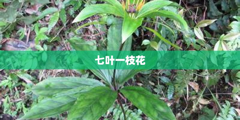 七叶一枝花