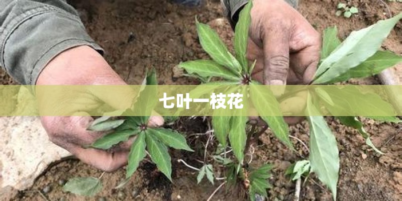 七叶一枝花