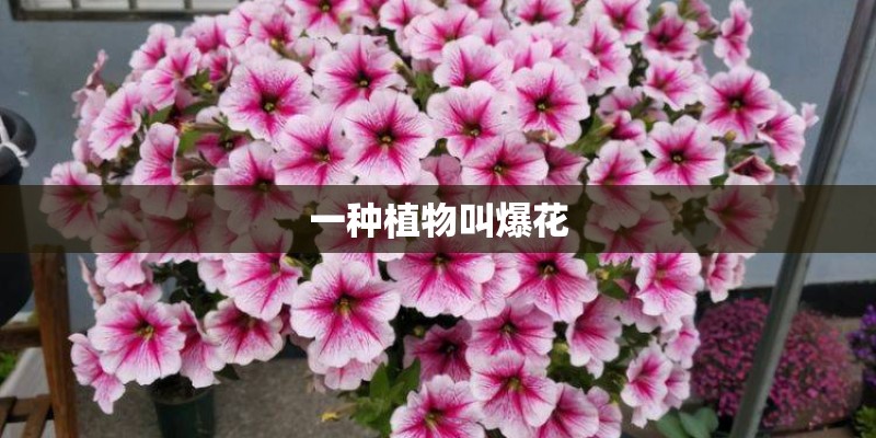 一种植物叫爆花