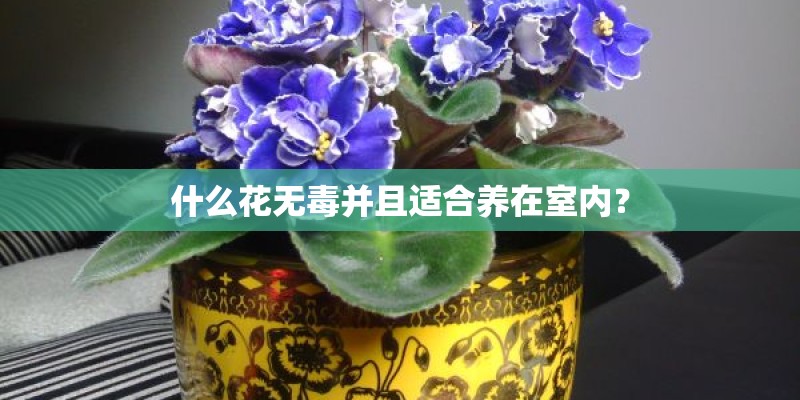 什么花无毒并且适合养在室内？