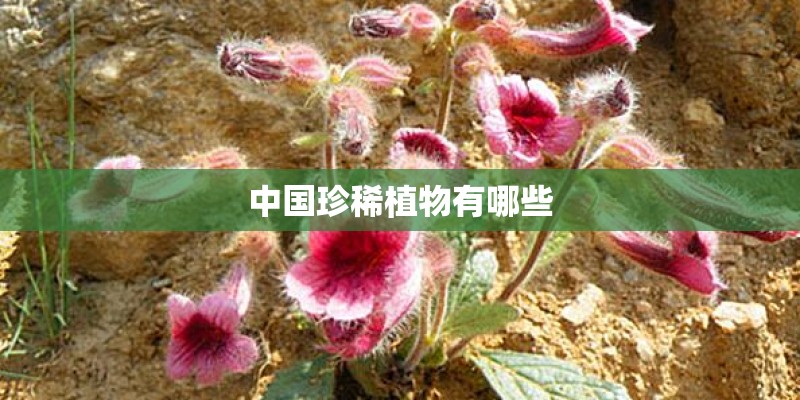 中国珍稀植物有哪些 中国珍稀植物有哪些