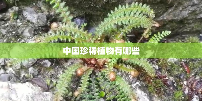 中国珍稀植物有哪些 中国珍稀植物有哪些