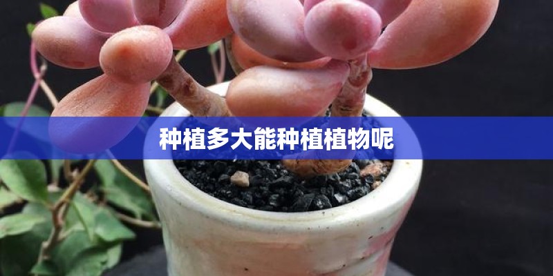 种植多大能种植植物呢