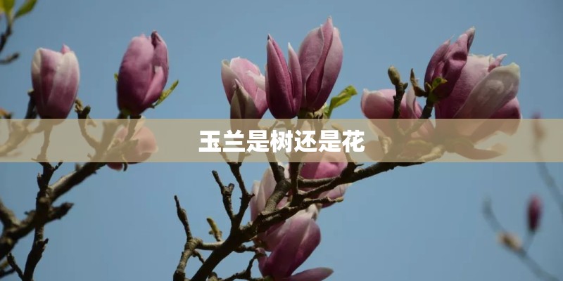 玉兰是树还是花