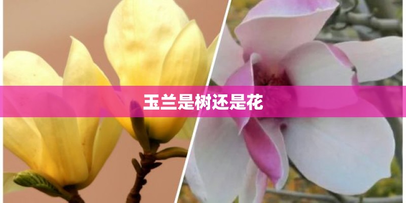 玉兰是树还是花