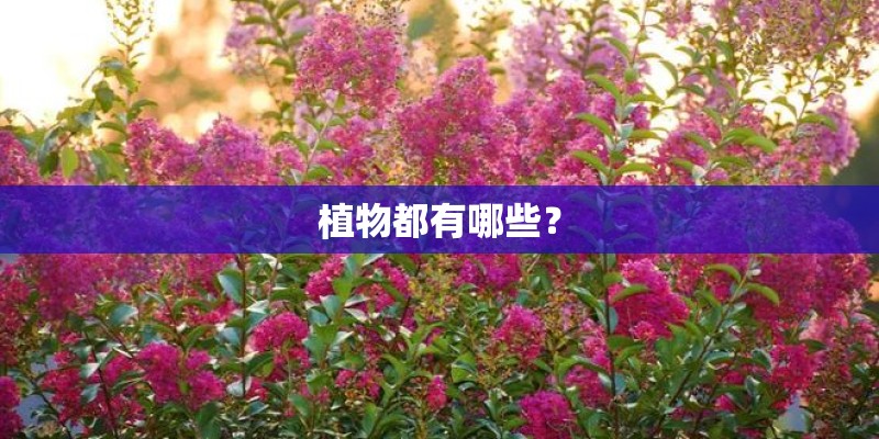 植物都有哪些？