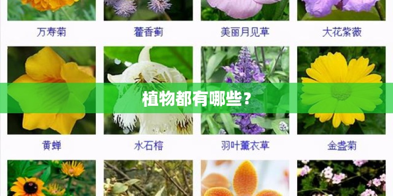 植物都有哪些？