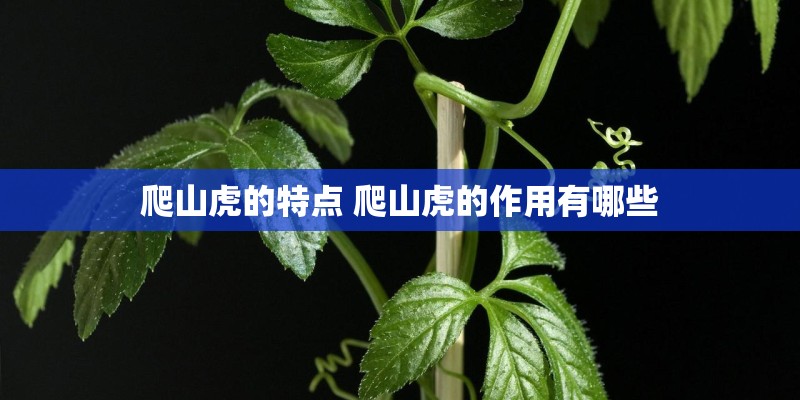 爬山虎的特点 爬山虎的作用有哪些