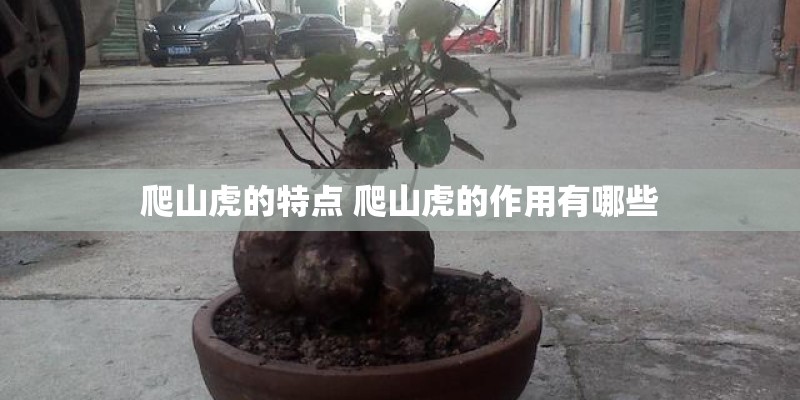 爬山虎的特点 爬山虎的作用有哪些