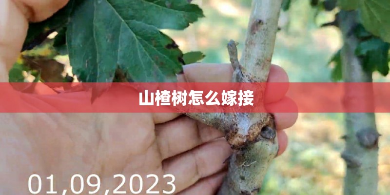 山楂树怎么嫁接
