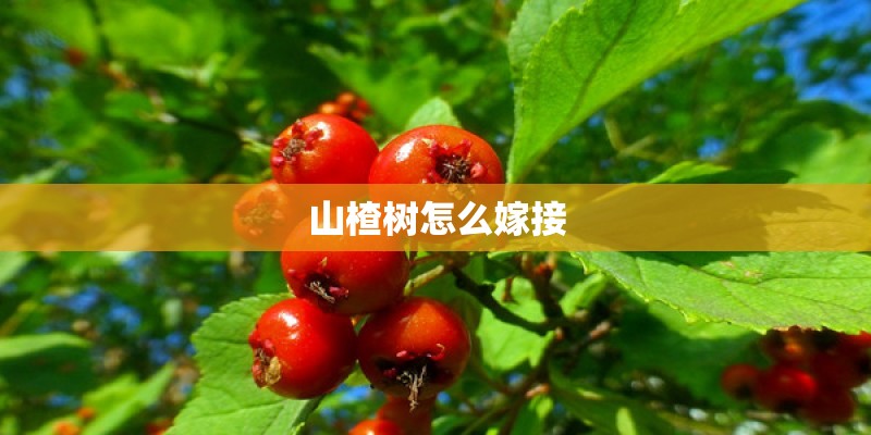 山楂树怎么嫁接