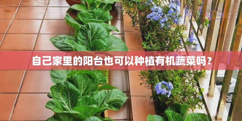 自己家里的阳台也可以种植有机蔬菜吗？