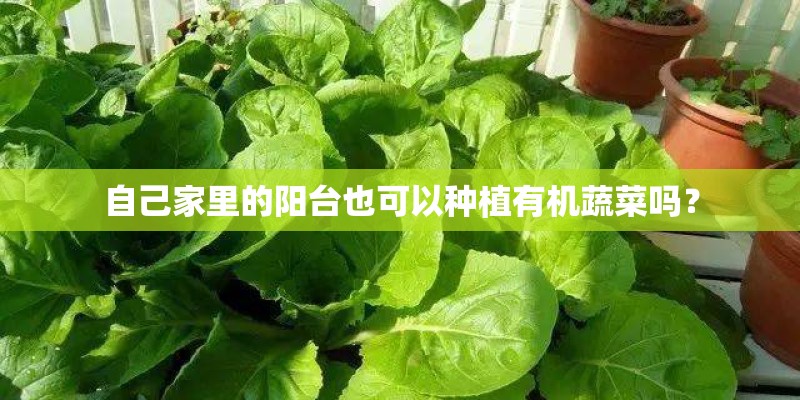 自己家里的阳台也可以种植有机蔬菜吗？
