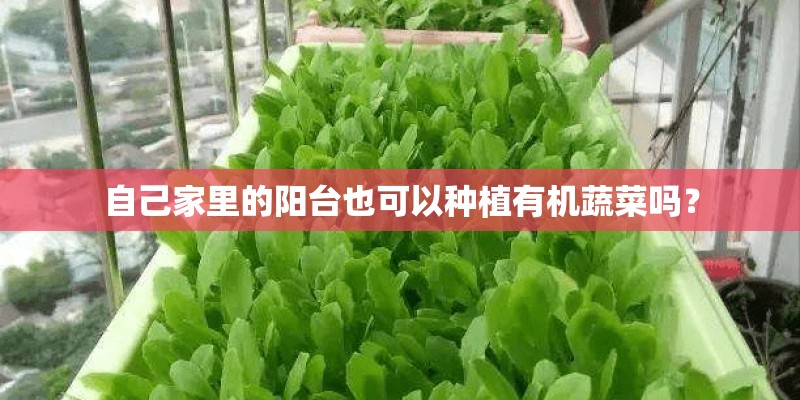 自己家里的阳台也可以种植有机蔬菜吗？