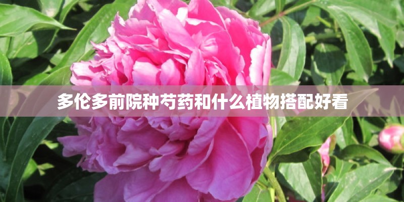 多伦多前院种芍药和什么植物搭配好看