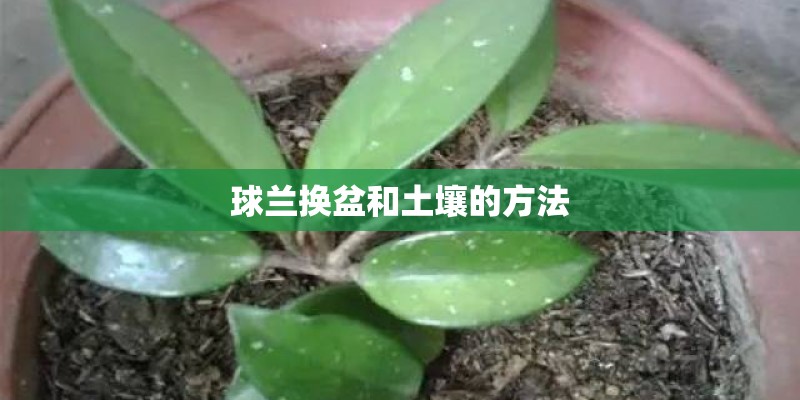球兰换盆和土壤的方法
