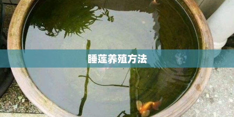 睡莲养殖方法
