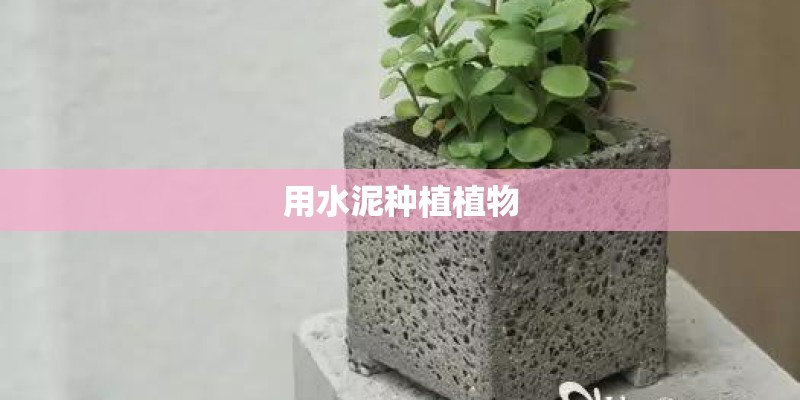 用水泥种植植物