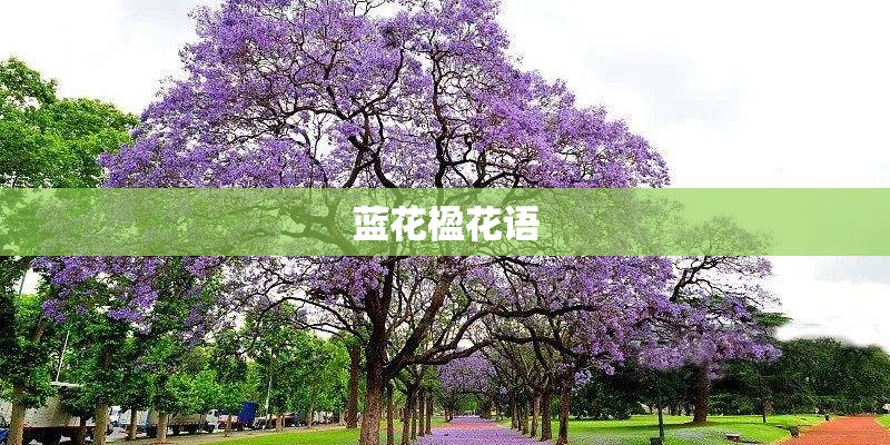 蓝花楹花语