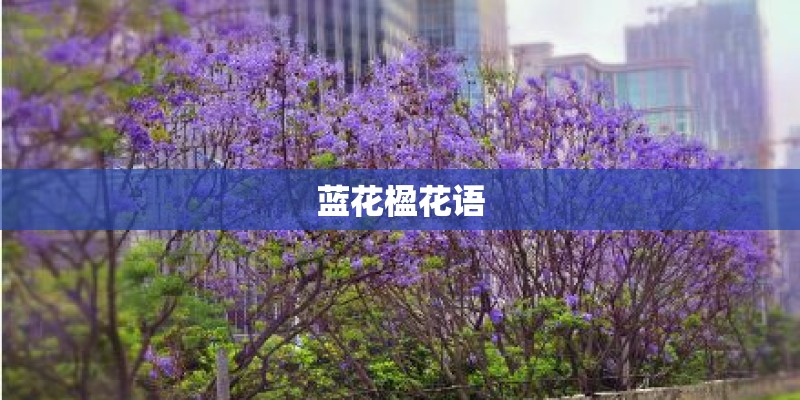 蓝花楹花语