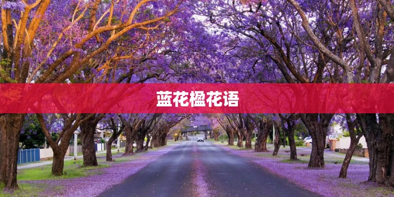 蓝花楹花语