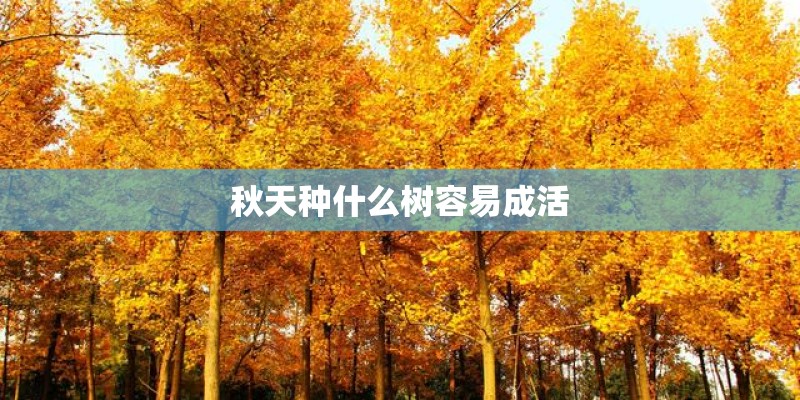 秋天种什么树容易成活