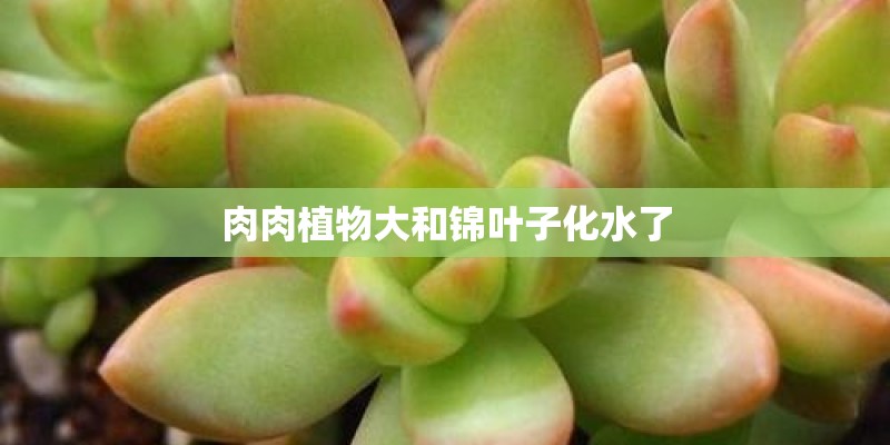 肉肉植物大和锦叶子化水了