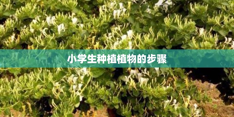 小学生种植植物的步骤