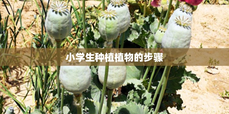 小学生种植植物的步骤