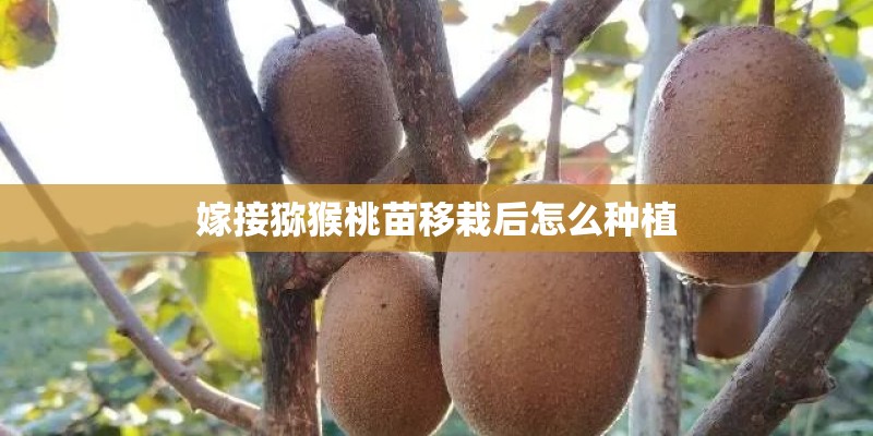 嫁接猕猴桃苗移栽后怎么种植