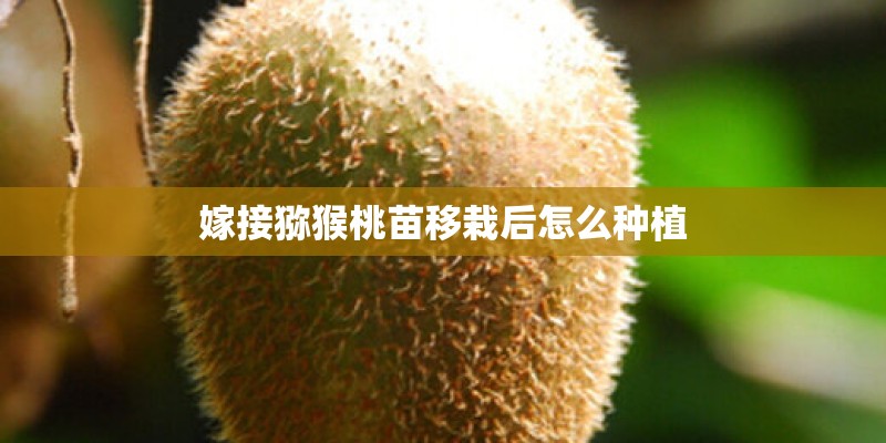 嫁接猕猴桃苗移栽后怎么种植