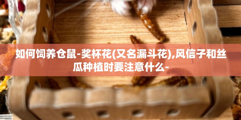 如何饲养仓鼠-奖杯花(又名漏斗花),风信子和丝瓜种植时要注意什么-