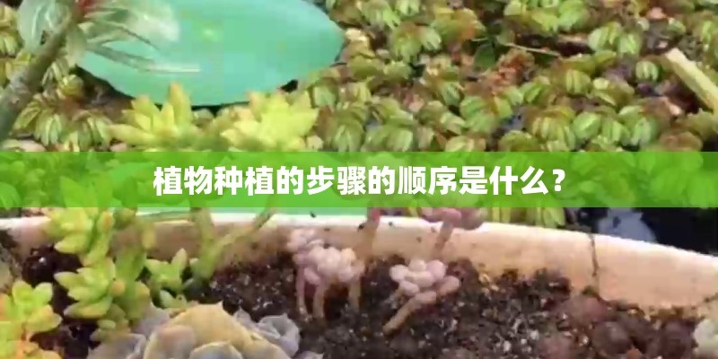 植物种植的步骤的顺序是什么？