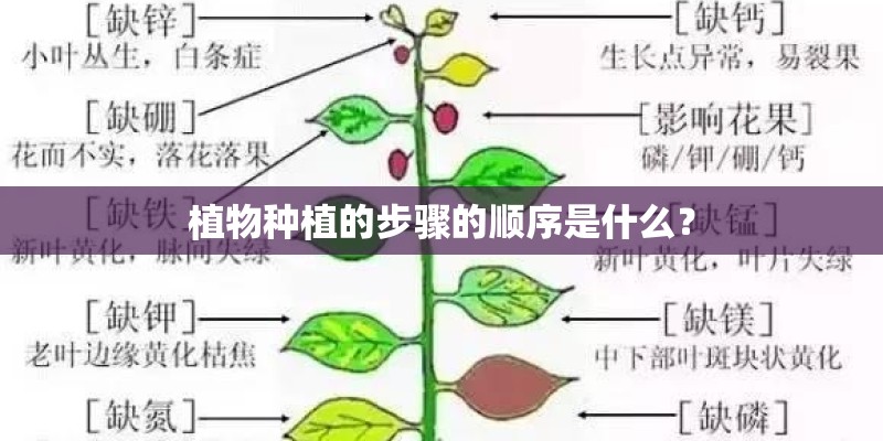 植物种植的步骤的顺序是什么？