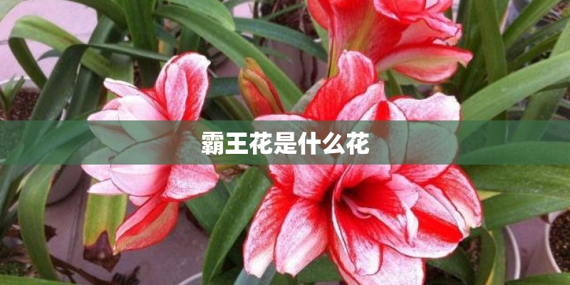 霸王花是什么花