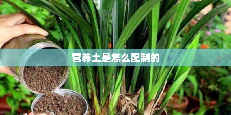 营养土是怎么配制的