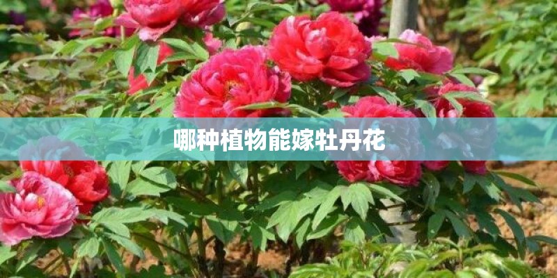 哪种植物能嫁牡丹花