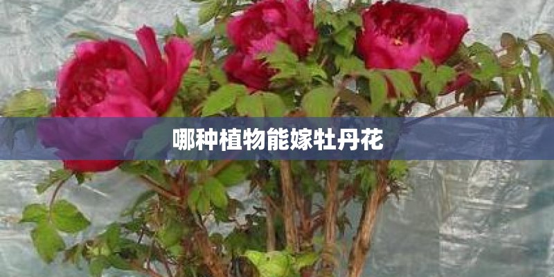 哪种植物能嫁牡丹花