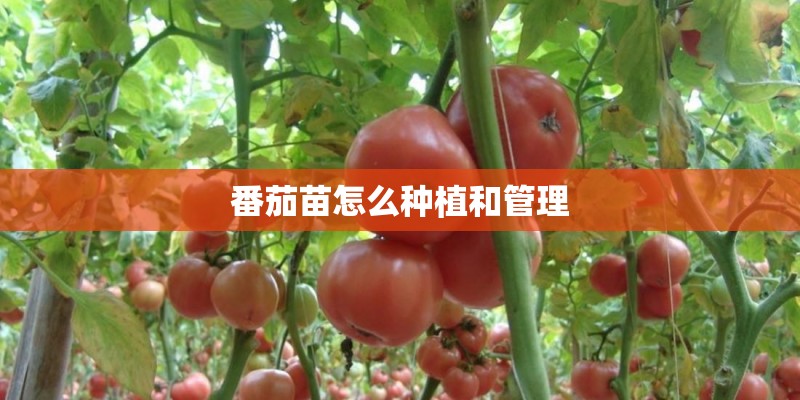 番茄苗怎么种植和管理