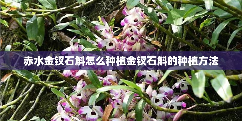 赤水金钗石斛怎么种植金钗石斛的种植方法