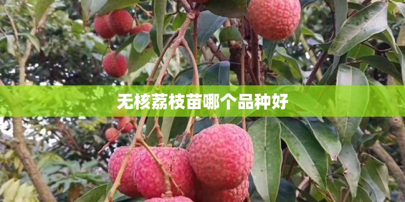 无核荔枝苗哪个品种好