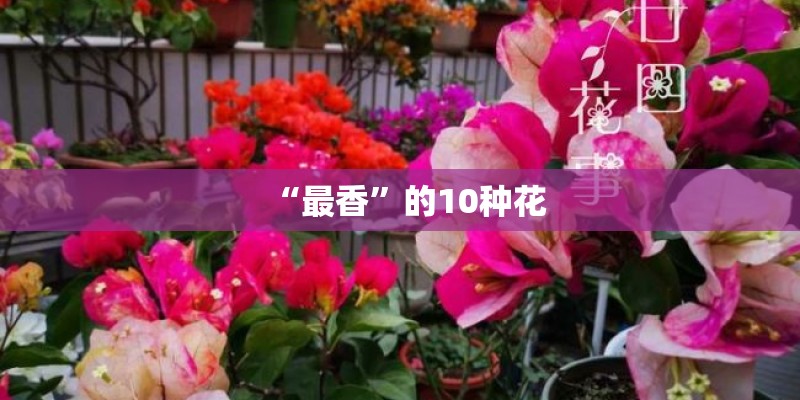 “最香”的10种花