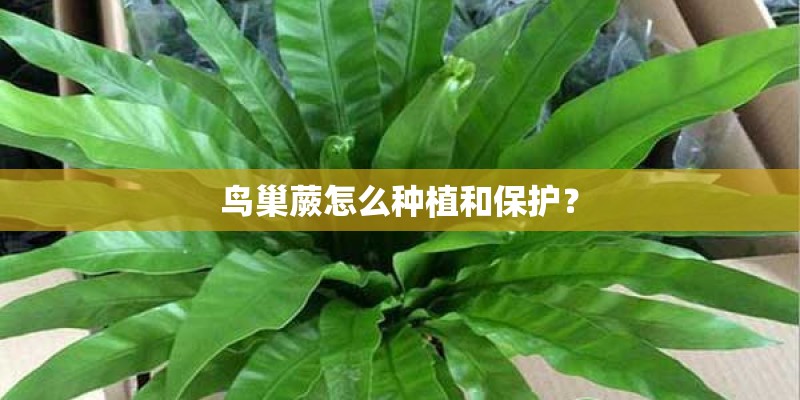 鸟巢蕨怎么种植和保护？