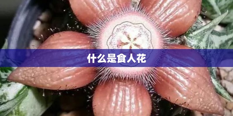 什么是食人花