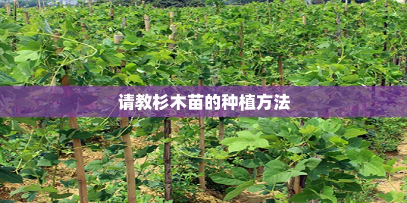 请教杉木苗的种植方法