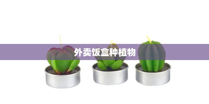 外卖饭盒种植物 外卖饭盒种植物